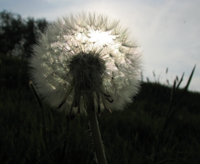 Pusteblume