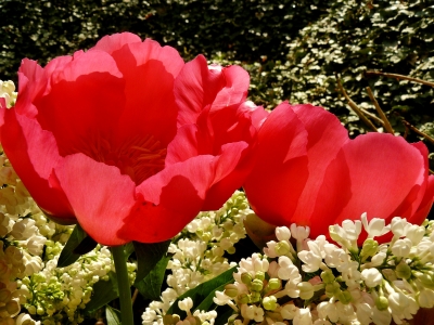 Tulpen und Flieder