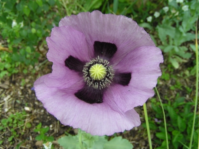 Islandmohn, lila