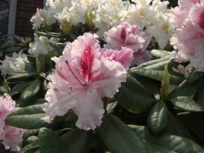 Rhododendron...zweifarbig