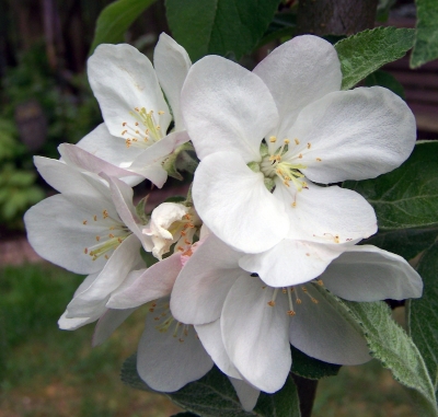 Apfelblüte 2