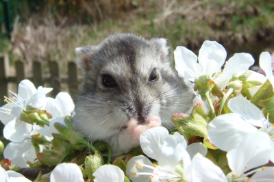 Hamster zur Kirschblüte 01