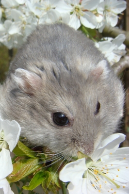 Hamster zur Kirschblüte 02