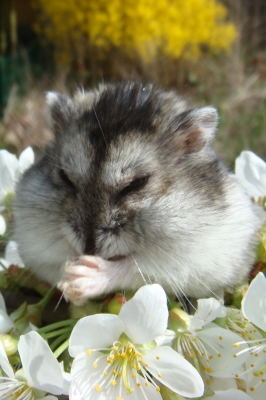 Hamster zur Kirschblüte 03