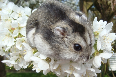Hamster zur Kirschblüte 04