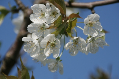 Kirschblüte