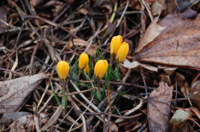 im frühling