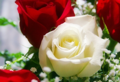 Rote Rosen Blumendeko