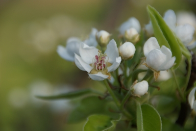 Apfelblüte