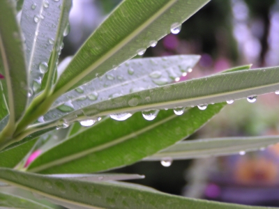 Oleander im Regen