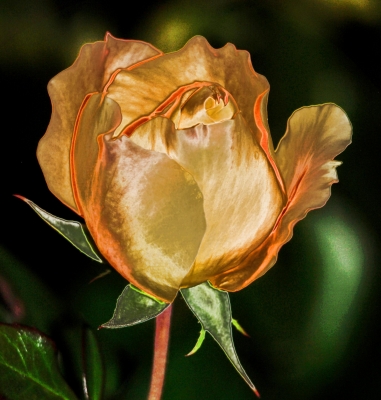 "Vergoldete" Rose