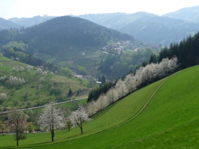 Frühling im Achertal