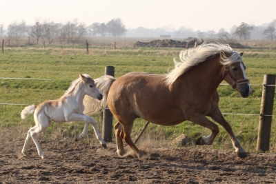 haflingerstute mit fohlen