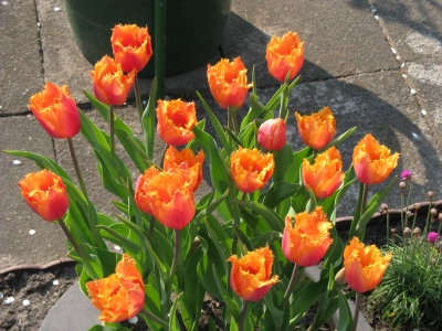 Tulpen - gefiedert