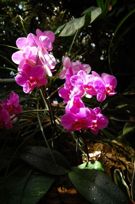 Orchidee #2