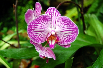 Orchidee #4