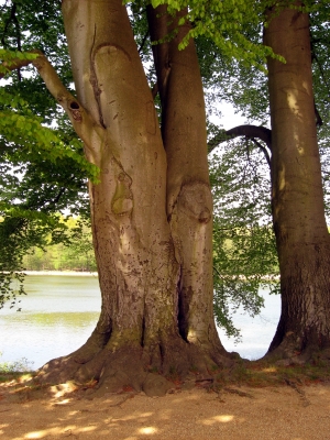 Frühling am See 1