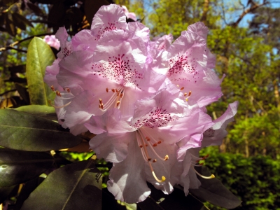 Rhododendron