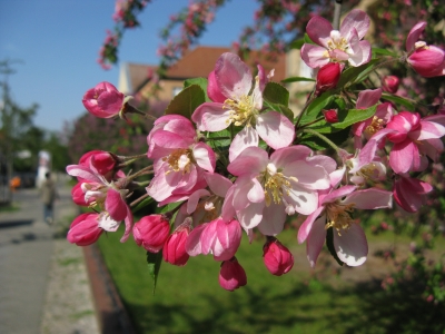 Japanische Kirsche