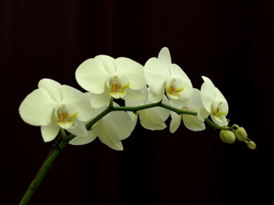 Orchideenrispe_1