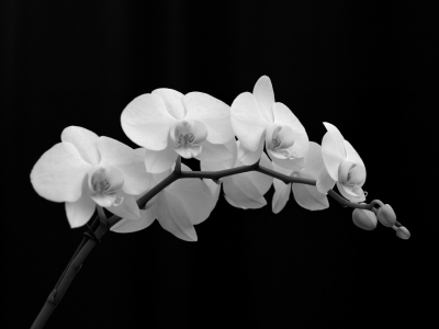 Orchideenrispe_2