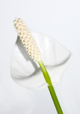 Calla