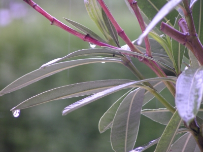 Oleander mit Regentropfen
