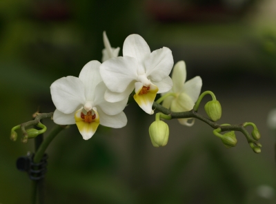 Orchideenrispe_3