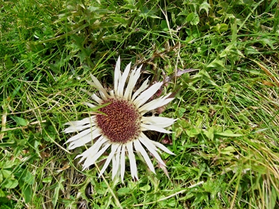 Silberdistel