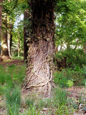 Ein Baum im "Würgegriff" des Efeu