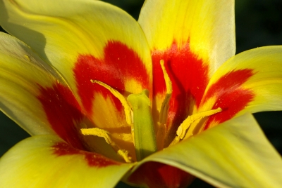 Frühling 14 - Tulpen