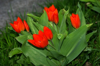 Frühling 15 - Tulpen