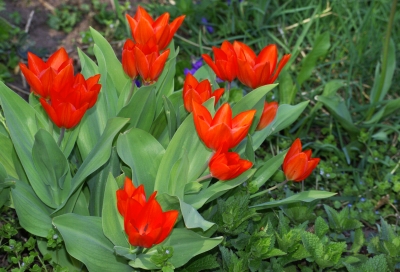 Frühling 16 - Tulpen