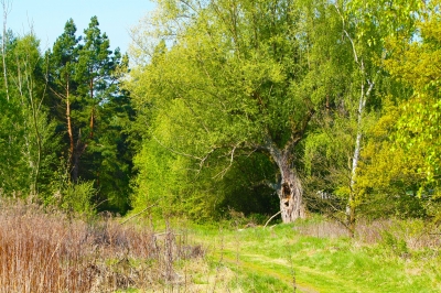 Naturweg an der Innersten