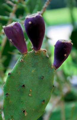 Sukkulent 10 Feigenkaktus mit Früchten