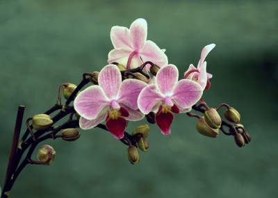 Orchideenrispe_5