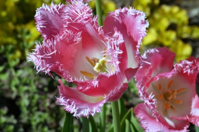 Tulpenblüte in der Sonne