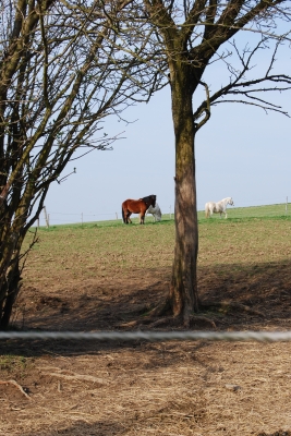 Frühlingslandschaft mit Pony