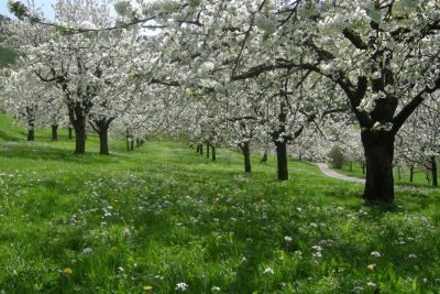 Kirschbäume in voller Blüte