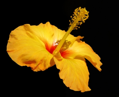 Hibiskus-Blüte