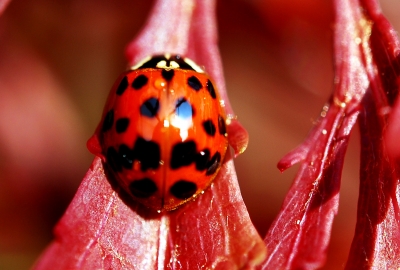 Mal ganz in Rot!