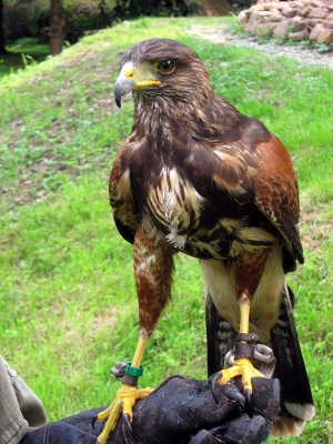 Harris Hawk