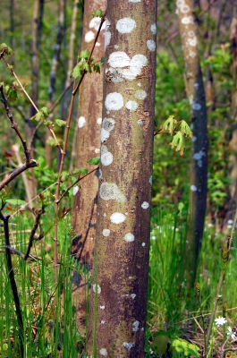 Die "Dalmatiner"-Bäume