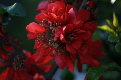 Rote Berberitze in Makro