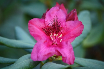 Rhododendronblüte in Makro