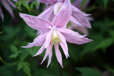 Clematis in Makro