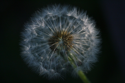 Pusteblume im Morgenlicht