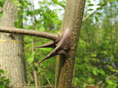 spitze Dornen im Wald