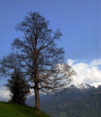 Baum mit Aussicht