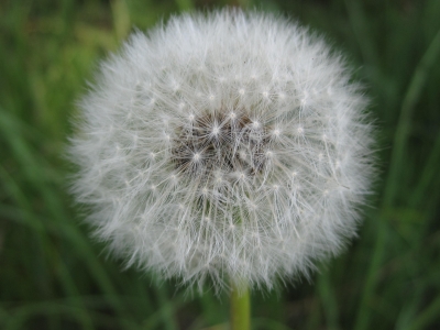 Pusteblume